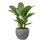 Chậu cây Fay Blue Gold